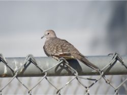 Inca Dove